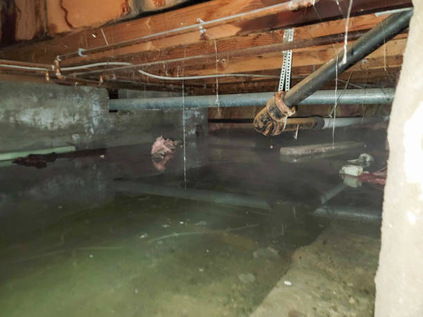 Best Basement water damage restoration  in Lake City, MN