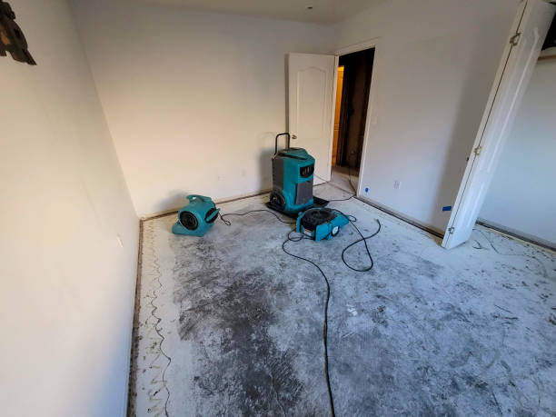 Best Professional water damage repair  in Lake City, MN