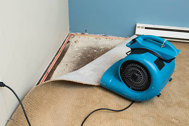 Best Local water damage restoration  in Lake City, MN